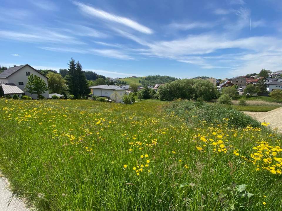 Kein Bauzwang - Baugrund mit Aussichtslage