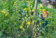 Traum-Doppelhaushälfte mit Einfamilienhaus-Charakter und großem Garten
