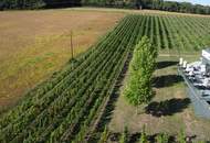 Weingut mit ca. 4 ha Weingärten im Südburgenland!