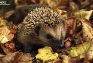 Gartenmomente genießen