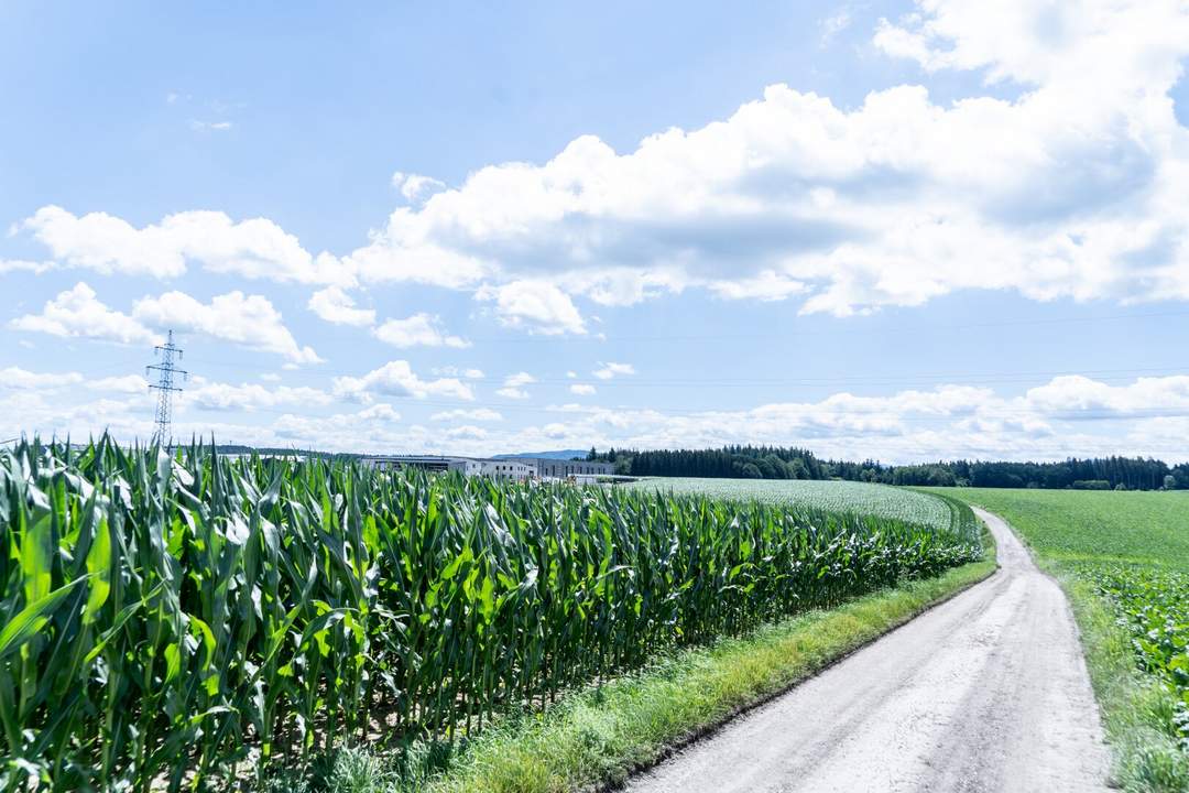 Perfekte Investition: Großzügiges Betriebsbaugrundstück mit Grünblick in Wolfern