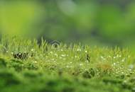 BEREITS AUFGESCHLOSSEN - Baugrundstück mit Pool wartet auf neues Haus!