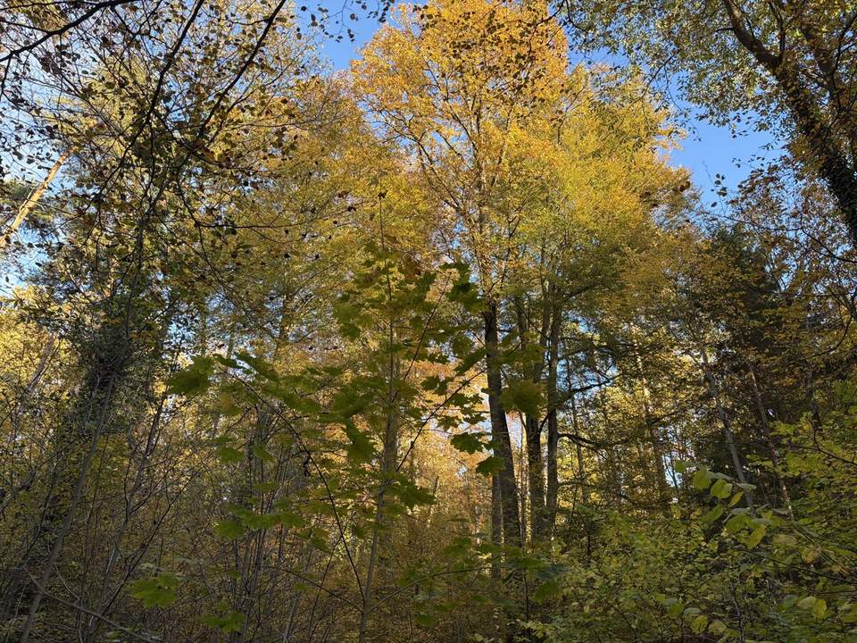 Einmalige Gelegenheit: Waldgrundstück mit ca. 3 ha in Graz-St. Peter/Messendorf zu verkaufen!