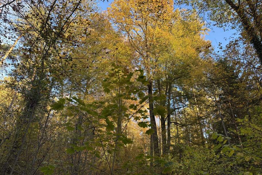 Einmalige Gelegenheit: Waldgrundstück mit ca. 3 ha in Graz-St. Peter/Messendorf zu verkaufen!, Grund und Boden-kauf, 179.000,€, 8042 Graz(Stadt)