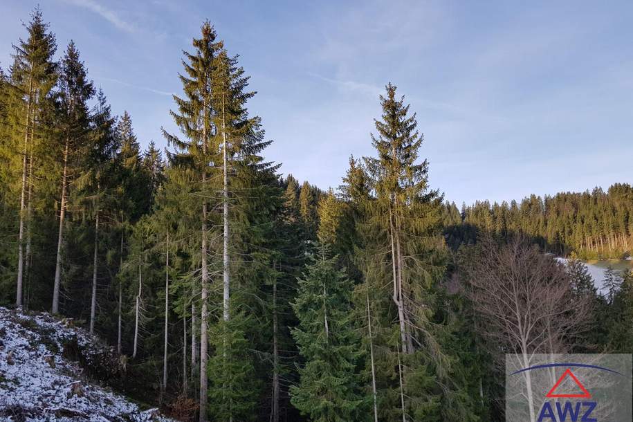 Wald ca. 3.1 ha, sehr gepflegt bei Weinzierl/Kamptal, Gewerbeobjekt-kauf, 3610 Krems(Land)