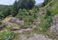 Mischwaldbestand am Kasberg mit strukturreichem Baumbestand