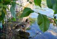 Traumhafte Gartenwohnung in Top-Lage nahe UNO City – Sofort beziehbar!