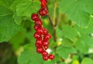 Familientraum am Wienerwald – Ein Zuhause zum Wohlfühlen in herrlicher Grünruhelage