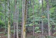 Traumhaftes Baugrundstück am Waldrand in Höf-Präbach! Ruhe, Sonne & Natur vor der Haustür!