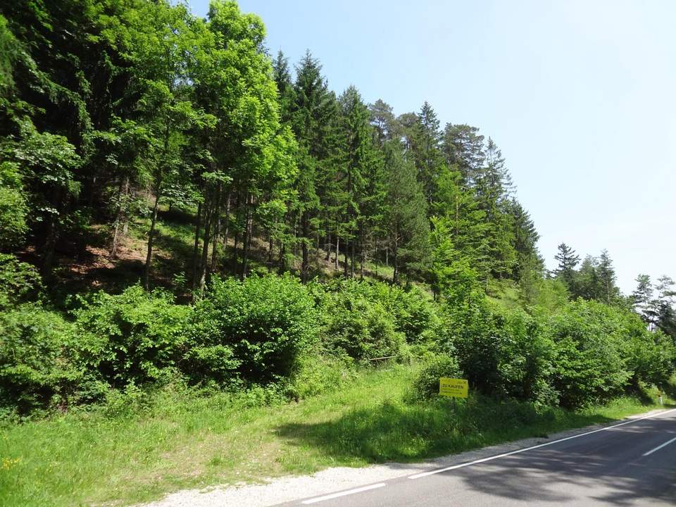 GUT ERSCHLOSSENER WALD, ZUR NACHHALTIGEN NUTZUNG UND ANLAGEZWECKEN!