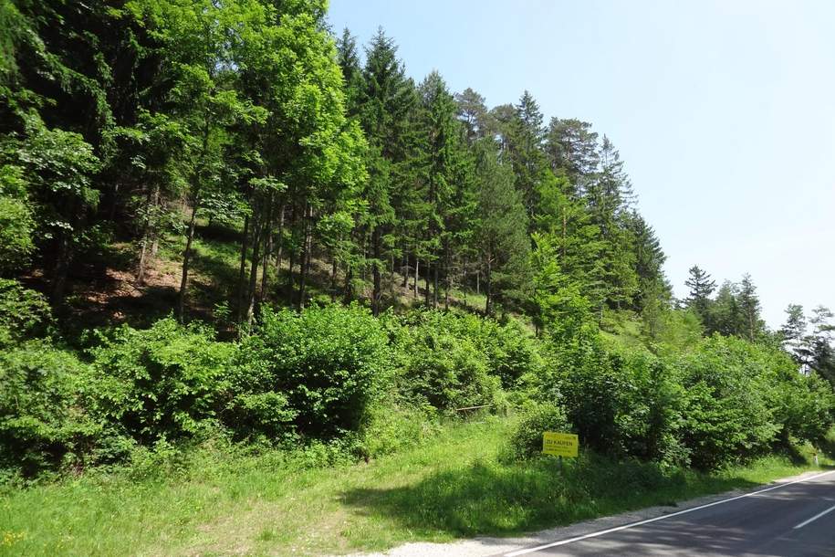 GUT ERSCHLOSSENER WALD, ZUR NACHHALTIGEN NUTZUNG UND ANLAGEZWECKEN!, Grund und Boden-kauf, 230.000,€, 2640 Neunkirchen