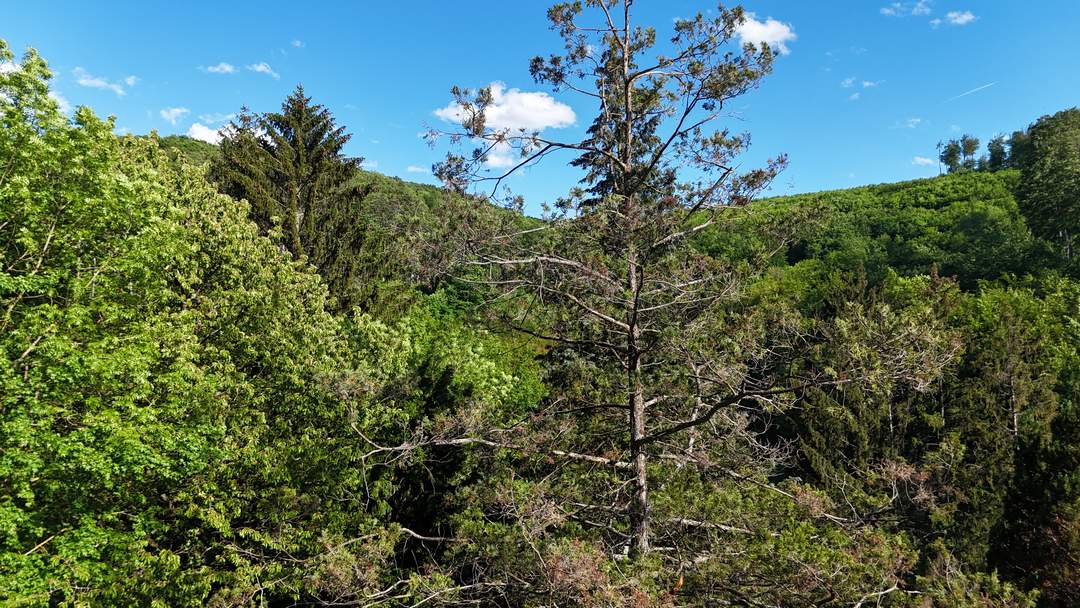 Mitten im Grünen und trotzdem in Wien – Südseitiges Baugrundstück in idyllischer Waldrandlage
