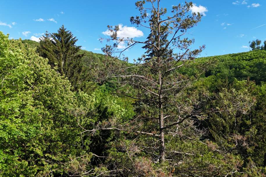 Mitten im Grünen und trotzdem in Wien – Südseitiges Baugrundstück in idyllischer Waldrandlage, Grund und Boden-kauf, 595.000,€, 1140 Wien 14., Penzing
