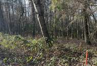 Großes Baugrundstück mit Wald ohne Bauzwang