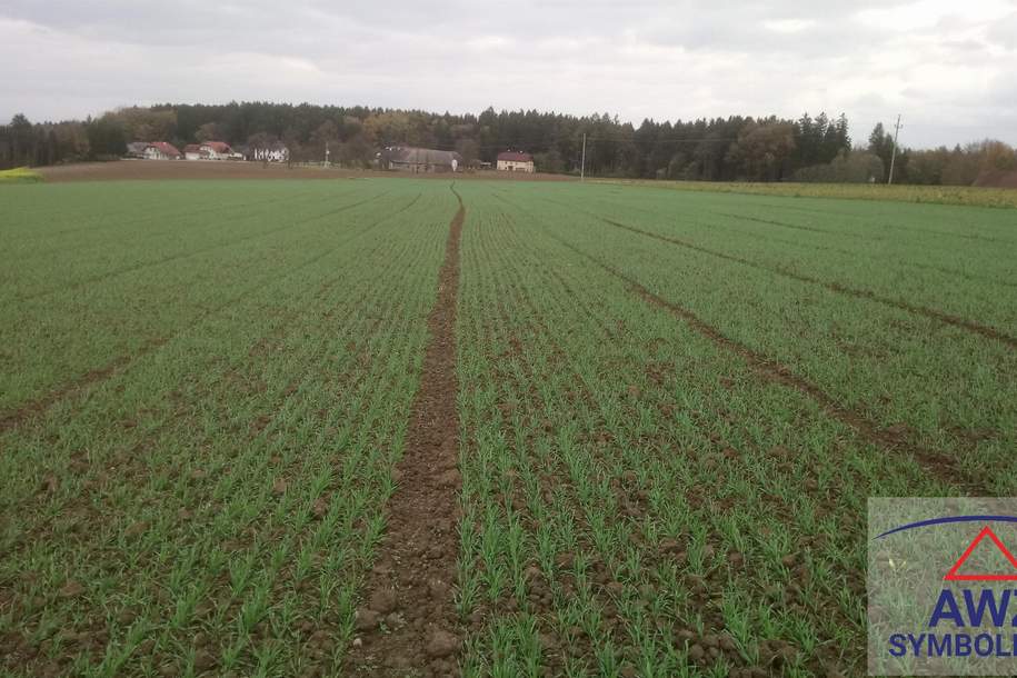 Verkaufe schönen Acker nähe Schärding! ca. 3.5 ha, Grund und Boden-kauf, 4783 Schärding