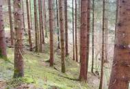 Wald im Gurktal (Provisionsfrei)