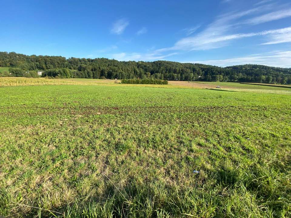 Landwirtschaftliche Nutzfläche in guter Vasoldsberger Lage