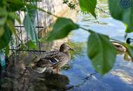 15.000 Euro Preisreduktion! Schönes 2 Zimmer Apartment gleich bei der Alten Donau