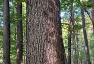 "Exklusive Residenz mit Wald!"