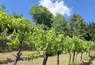 Freizeitgrundstück - Weingarten mit Gartenhütte
