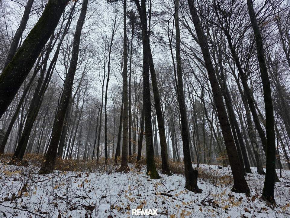 Waldgrundstück