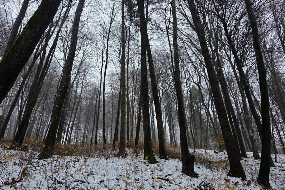 Waldgrundstück, Gewerbeobjekt-kauf, 9.400,€, 8382 Jennersdorf