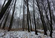 Waldgrundstück