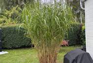 +++ Idyllisches Ferienhaus auf Pachtgrund ( NEUWERTIG ) in Oggau am Neusiedler See – Ihr Rückzugsort für nur 48.500 € +++