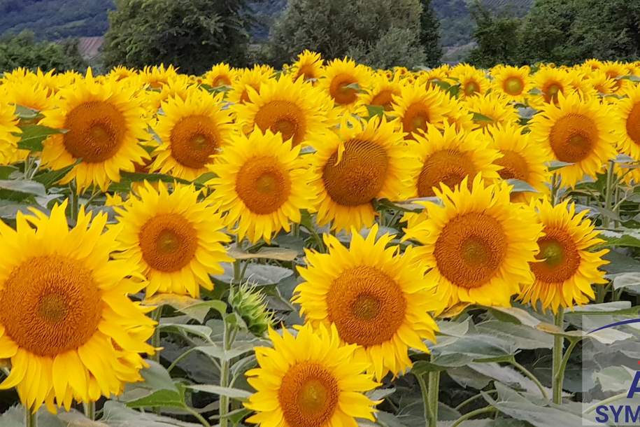 Baugrund in Ravelsbach, Grund und Boden-kauf, 80.000,€, 3720 Hollabrunn