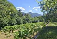 Freizeitgrundstück - Weingarten mit Gartenhütte