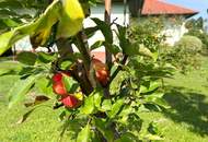 !!! PREISHAMMER!!! Topgepflegter Bungalow sucht neuen Familienanschluss!