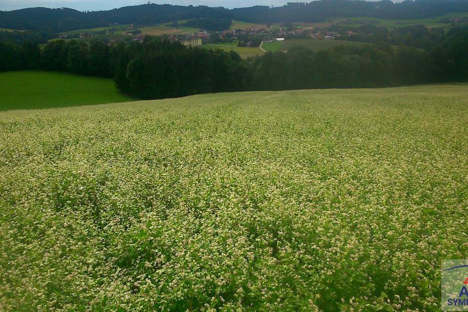Nutzgrund mit Potenzial!, Grund und Boden-kauf, 9,€, 4675 Grieskirchen