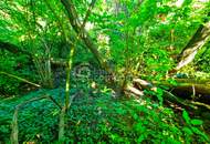 Großes Baugrundstück mit Altbestand vor den Toren Wiens. Bauträger aufgepasst! 1.000 m² bebaubare Fläche