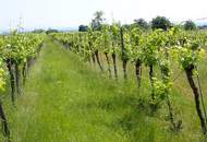 SELTENE GELEGENHEIT: WEINGÄRTEN IN ENGELMANNSBRUNN, FELS AM WAGRAM, RUPPERSTHAL UND THÜRNTHAL - WEINGARTEN, LANDWIRTSCHAFTLICHE FLÄCHE