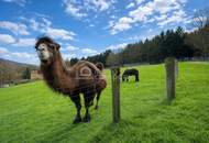 Landgasthof in Sankt Corona am Schöpfl !!! Zur Vermietung ein komplettes Haus inklusive Wohnungen in der beliebten Region Sankt Corona am Schöpfl - Mietpreis: nur 2.500 Euro monatlich