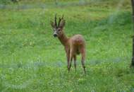 Helle, möblierte Eigentumswohnung - inmitten des Naturparks