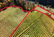 Preisanpassung !! Weingarten mit Landwirtschaft und Altbestand in Kranach, Gemeinde Gamlitz