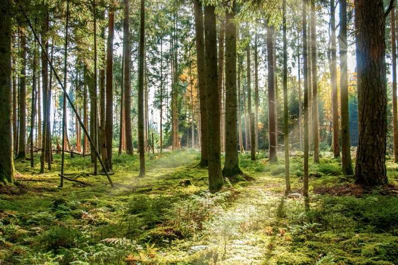 WALDGRUNDSTÜCKE, Grund und Boden-kauf, 260.000,€, 3202 Sankt Pölten(Land)