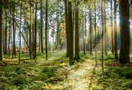 WALDGRUNDSTÜCKE