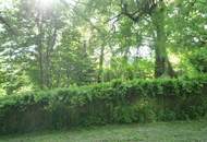 Baugrundstück ohne Bauzwang mit alten Baumbestand