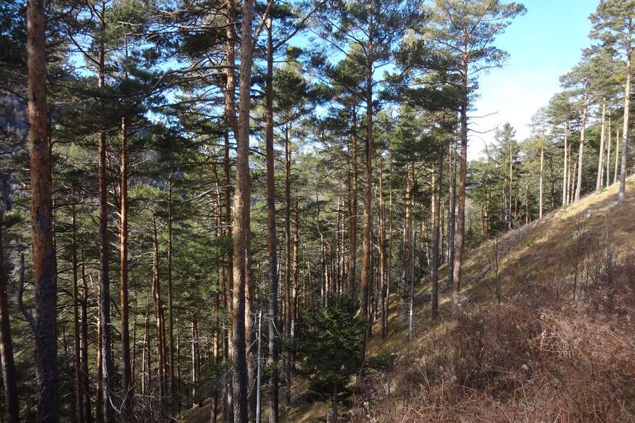 GUT ERSCHLOSSENER WALD, ZUR NACHHALTIGEN NUTZUNG UND ANLAGEZWECKEN!, Grund und Boden-kauf, 296.140,€, 2640 Neunkirchen