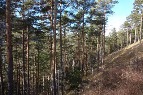 GUT ERSCHLOSSENER WALD, ZUR NACHHALTIGEN NUTZUNG UND ANLAGEZWECKEN!, Grund und Boden-kauf, 230.000,€, 2640 Neunkirchen