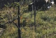 Kleines Knusperhaus mit Wohnrecht!