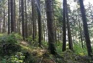 Wald in Steinhaus