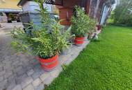 Großzügiges Einfamilienhaus (175m²) mit einem wunderschönen angelegten Garten in Hainersdorf - Thermenregion!
