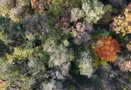 "Jahrhundertwende Stilhaus mit Wald"