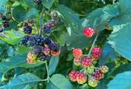 Generalsaniertes Traumhaus nahe Wien, schnell erreichbar vom P+R Hütteldorf