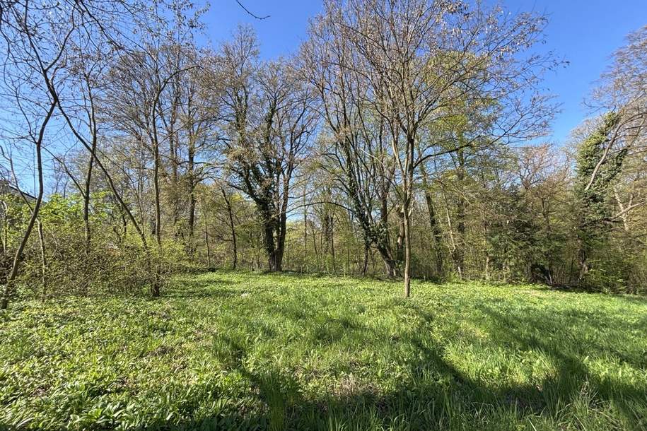 Platz für ein Einfamilien- oder Doppelhaus - Eigengrund am Ödberg in sonniger, grüner Umgebung, Grund und Boden-kauf, 475.000,€, 3400 Tulln