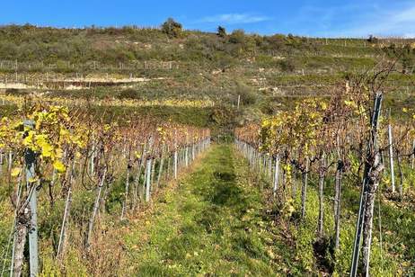 WEINGARTEN IN AUSSICHTSLAGE - WEINGARTEN, LANDWIRTSCHAFTLICHE FLÄCHEN - KEIN BAUGRUNDSTÜCK!, Grund und Boden-kauf, 35.000,€, 3500 Krems an der Donau(Stadt)