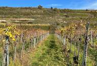 WEINGARTEN IN AUSSICHTSLAGE - WEINGARTEN, LANDWIRTSCHAFTLICHE FLÄCHEN - KEIN BAUGRUNDSTÜCK!